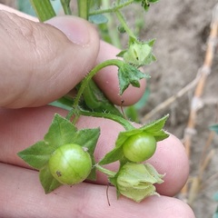 Jaltomata procumbens