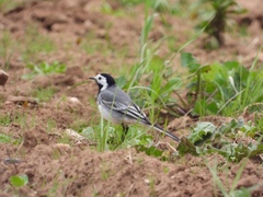 Motacilla alba