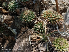 Mammillaria compressa