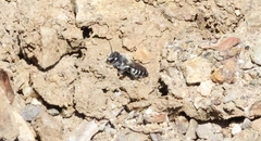 Megachile apicalis