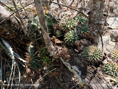 Mammillaria compressa