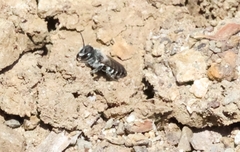 Megachile apicalis