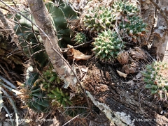 Mammillaria compressa