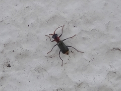 Cyrtosus cyanipennis