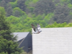 Columba palumbus