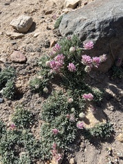 Trifolium andersonii