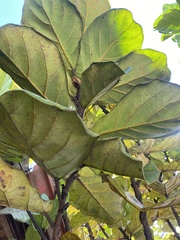Ficus lyrata