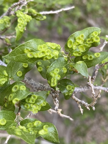 Pachypsylla celtidispubescens