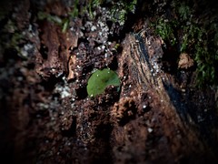 Chlorencoelia versiformis