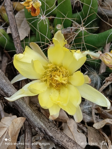 Mammillaria longimamma