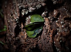 Chlorencoelia versiformis