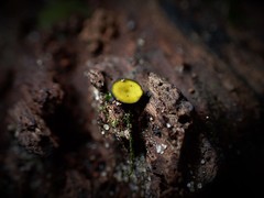 Chlorencoelia versiformis