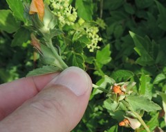 Malvastrum aurantiacum