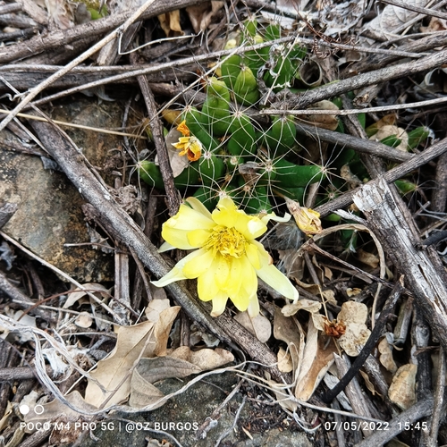 Image of Mammillaria longimamma by (c) Ulises Emmanuel Martínez Burgos, some rights reserved (CC BY)