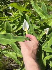 Peltandra sagittifolia