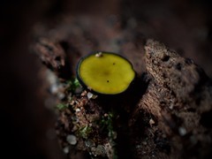 Chlorencoelia versiformis