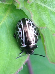 Calligrapha elegantula
