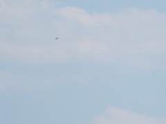 Ictinia mississippiensis