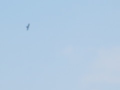 Ictinia mississippiensis