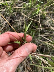Anisacanthus linearis