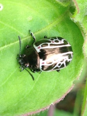 Calligrapha elegantula