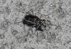 Ellipsoptera marginata