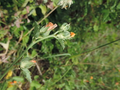 Malvastrum aurantiacum