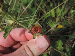 Malvastrum aurantiacum