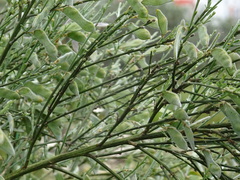 Cytisus multiflorus