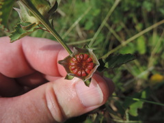 Malvastrum aurantiacum