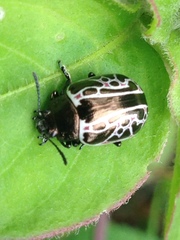 Calligrapha elegantula