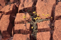 Eriogonum ternatum