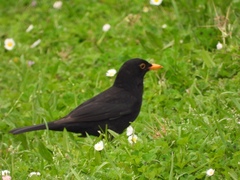 Turdus merula