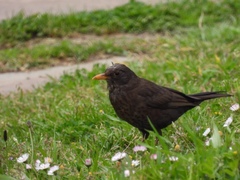 Turdus merula