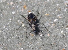 Ellipsoptera marginata