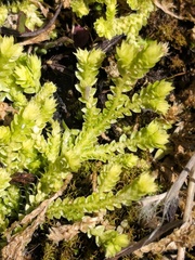 Selaginella eclipes