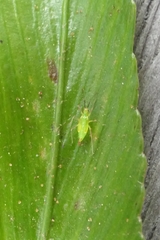 Felisacus elegantulus