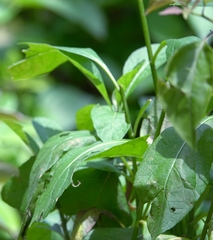 Gymnanthemum amygdalinum