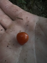 Smilax tomentosa