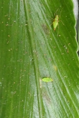 Felisacus elegantulus