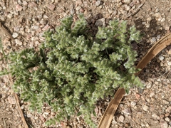 Cryptantha minima