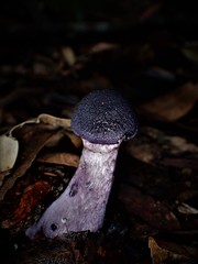 Cortinarius kioloensis