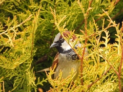 Passer domesticus