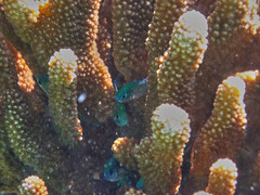 Chromis atripectoralis