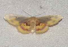 Idaea scintillularia