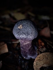 Cortinarius kioloensis