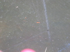 Lepisosteus platyrhincus
