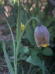 Fritillaria uva-vulpis