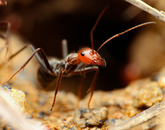 Myrmecocystus melliger