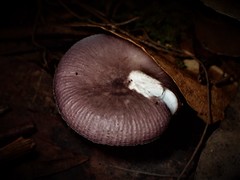 Russula lenkunya